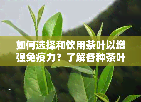 如何选择和饮用茶叶以增强免疫力？了解各种茶叶的特性和功效