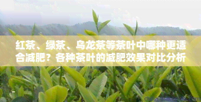 红茶、绿茶、乌龙茶等茶叶中哪种更适合减肥？各种茶叶的减肥效果对比分析