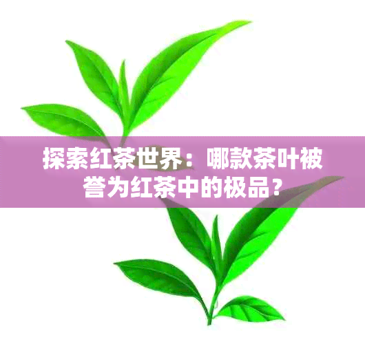 探索红茶世界：哪款茶叶被誉为红茶中的极品？