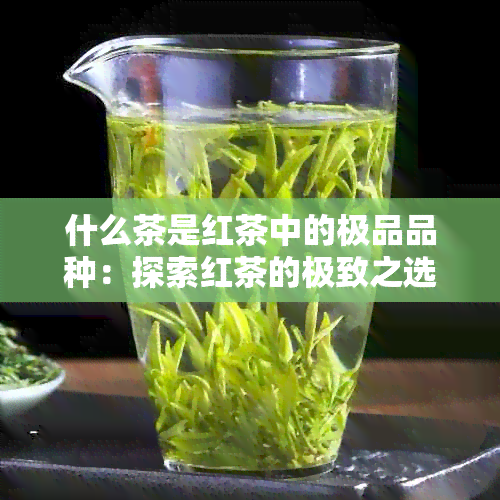 什么茶是红茶中的极品品种：探索红茶的极致之选