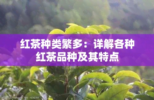 红茶种类繁多：详解各种红茶品种及其特点