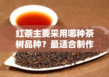 红茶主要采用哪种茶树品种？最适合制作红茶的茶树种类是什么？