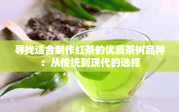 寻找适合制作红茶的优质茶树品种：从传统到现代的选择