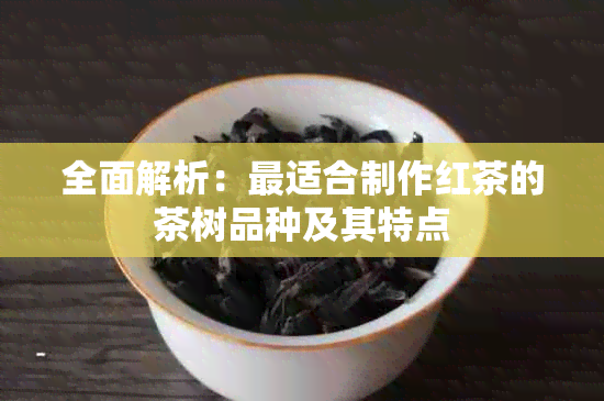 全面解析：最适合制作红茶的茶树品种及其特点