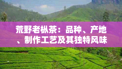 荒野老枞茶：品种、产地、制作工艺及其独特风味详解