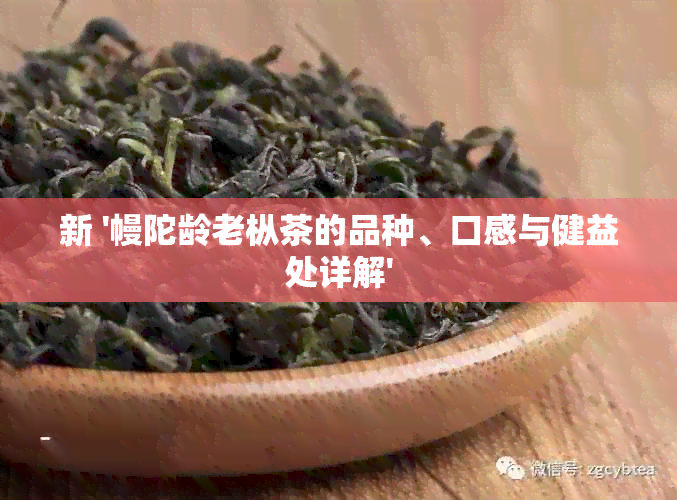 新 '幔陀龄老枞茶的品种、口感与健益处详解'