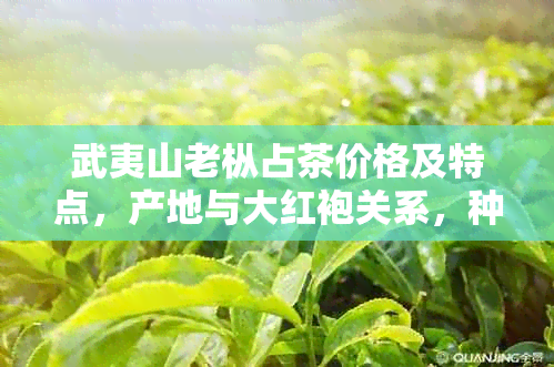 武夷山老枞占茶价格及特点，产地与大红袍关系，种植区域详解