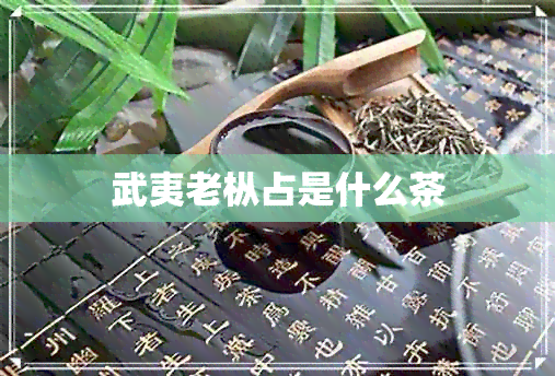 武夷老枞占是什么茶