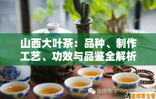 山西大叶茶：品种、制作工艺、功效与品鉴全解析