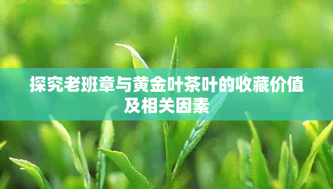 探究老班章与黄金叶茶叶的收藏价值及相关因素