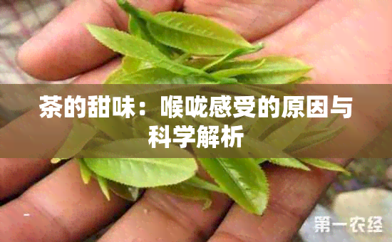 茶的甜味：喉咙感受的原因与科学解析