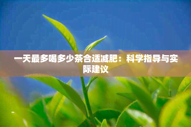 一天最多喝多少茶合适减肥：科学指导与实际建议