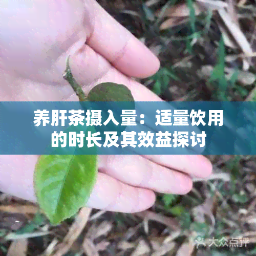 养肝茶摄入量：适量饮用的时长及其效益探讨