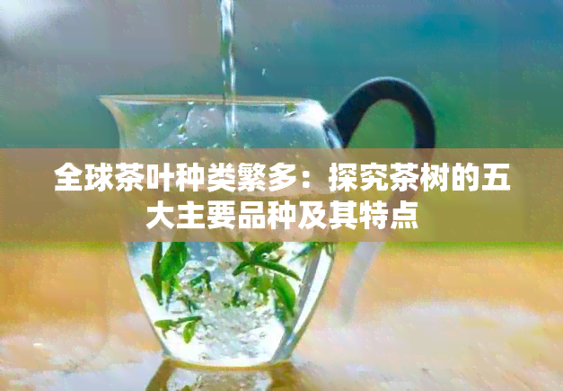 全球茶叶种类繁多：探究茶树的五大主要品种及其特点