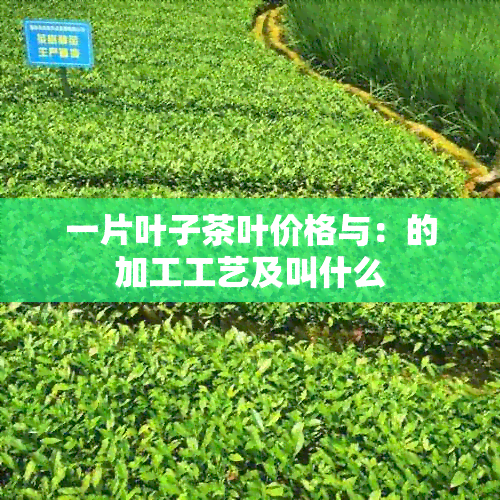 一片叶子茶叶价格与：的加工工艺及叫什么