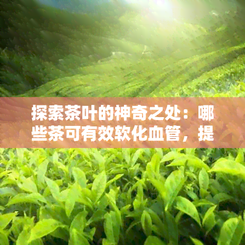 探索茶叶的神奇之处：哪些茶可有效软化血管，提升心血管健？