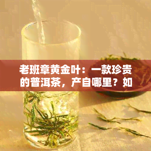 老班章黄金叶：一款珍贵的普洱茶，产自哪里？如何品尝？有哪些功效与作用？