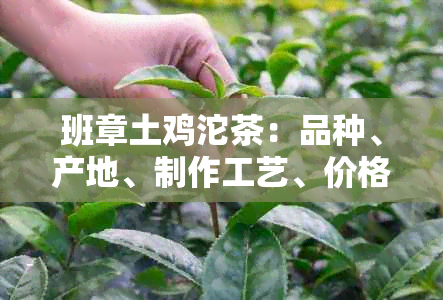 班章土鸡沱茶：品种、产地、制作工艺、价格全面解析，助你轻松选购！