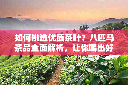 如何挑选优质茶叶？八匹马茶品全面解析，让你喝出好茶的精髓