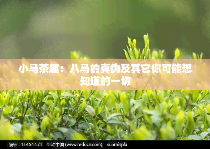 小马茶趣：八马的真伪及其它你可能想知道的一切