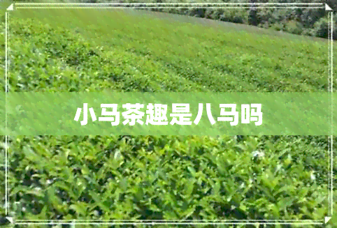 小马茶趣是八马吗