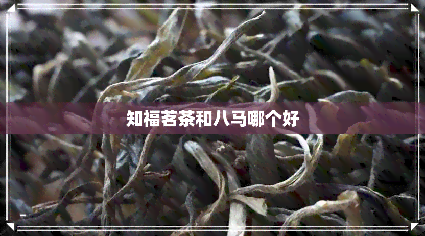 知福茗茶和八马哪个好