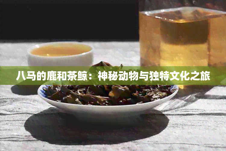 八马的鹿和茶鲸：神秘动物与独特文化之旅