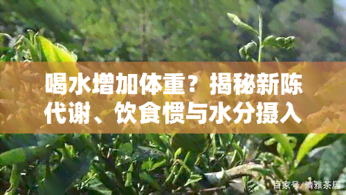 喝水增加体重？揭秘新陈代谢、饮食惯与水分摄入的复杂关系