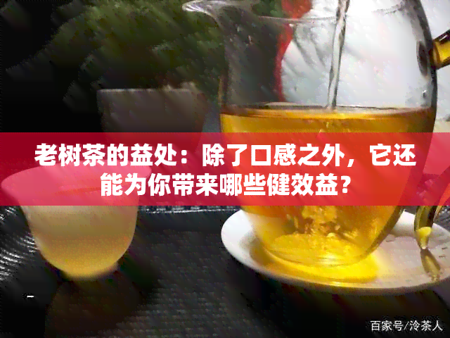 老树茶的益处：除了口感之外，它还能为你带来哪些健效益？