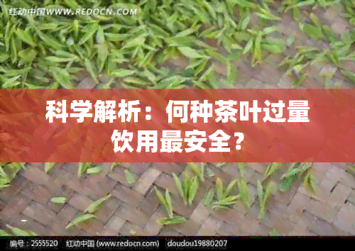 科学解析：何种茶叶过量饮用最安全？