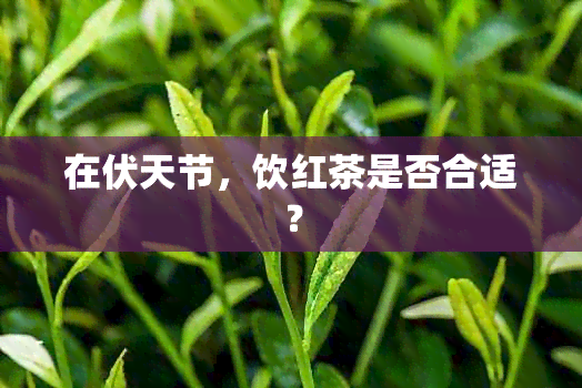 在伏天节，饮红茶是否合适？