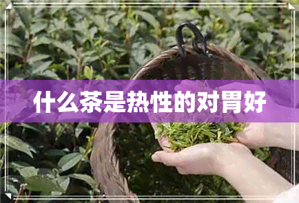 什么茶是热性的对胃好