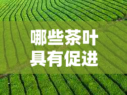 哪些茶叶具有促进血液循环的功效？——探究茶对血管健的益处