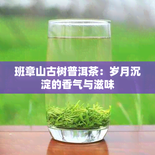 班章山古树普洱茶：岁月沉淀的香气与滋味