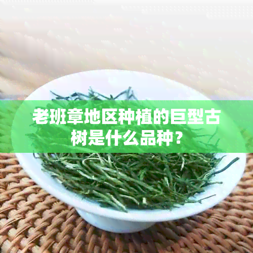 老班章地区种植的巨型古树是什么品种？