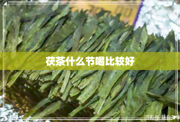 茯茶什么节喝比较好