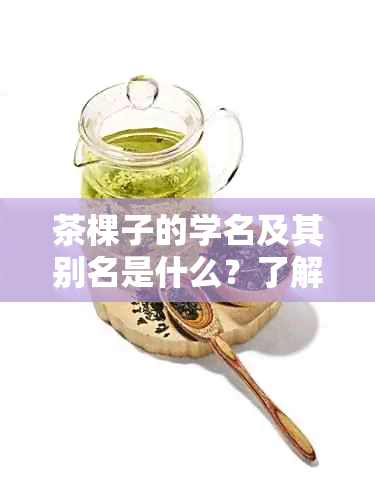 茶棵子的学名及其别名是什么？了解茶树品种的全面指南