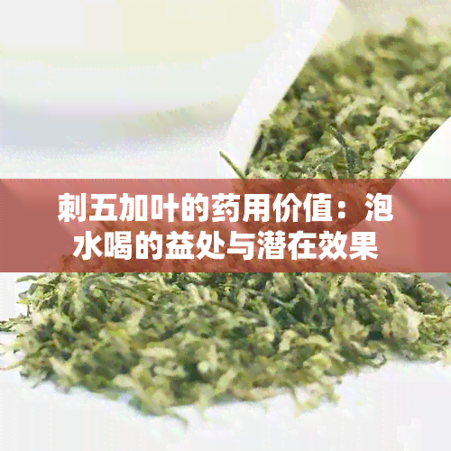 刺五加叶的用价值：泡水喝的益处与潜在效果