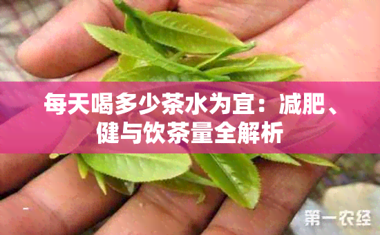 每天喝多少茶水为宜：减肥、健与饮茶量全解析