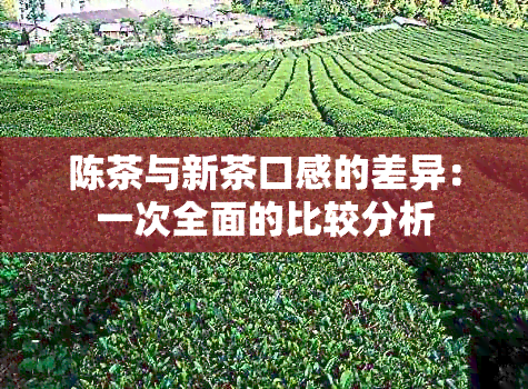 陈茶与新茶口感的差异：一次全面的比较分析