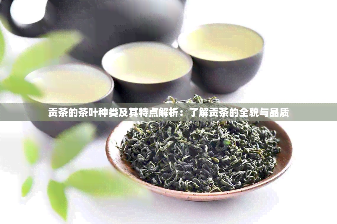 贡茶的茶叶种类及其特点解析：了解贡茶的全貌与品质