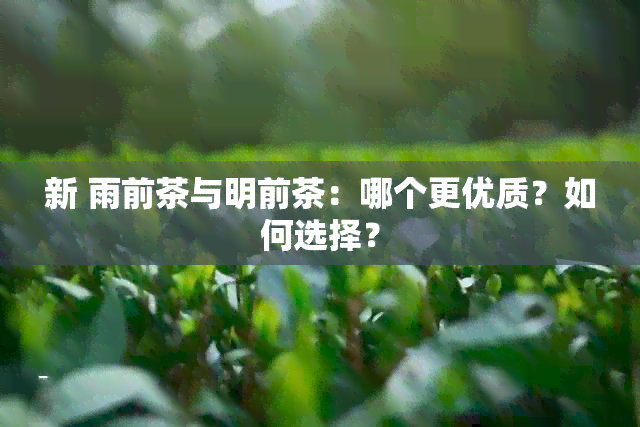 新 雨前茶与明前茶：哪个更优质？如何选择？