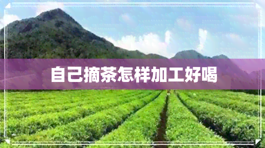 自己摘茶怎样加工好喝