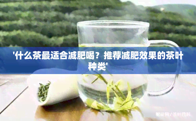 '什么茶最适合减肥喝？推荐减肥效果的茶叶种类'