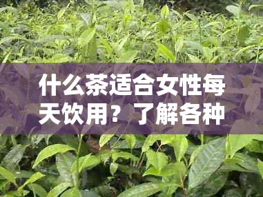 什么茶适合女性每天饮用？了解各种茶叶的特点和功效