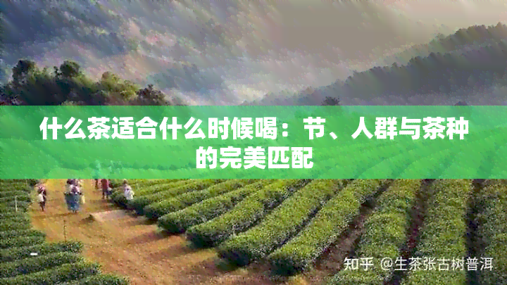 什么茶适合什么时候喝：节、人群与茶种的完美匹配