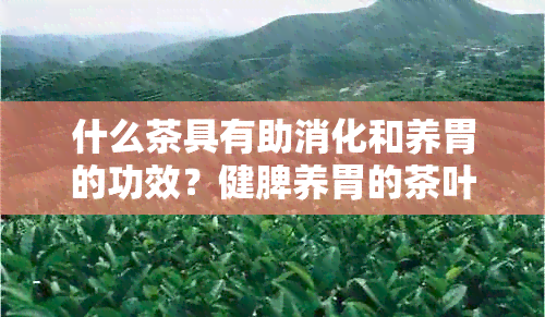 什么茶具有助消化和养胃的功效？健脾养胃的茶叶推荐