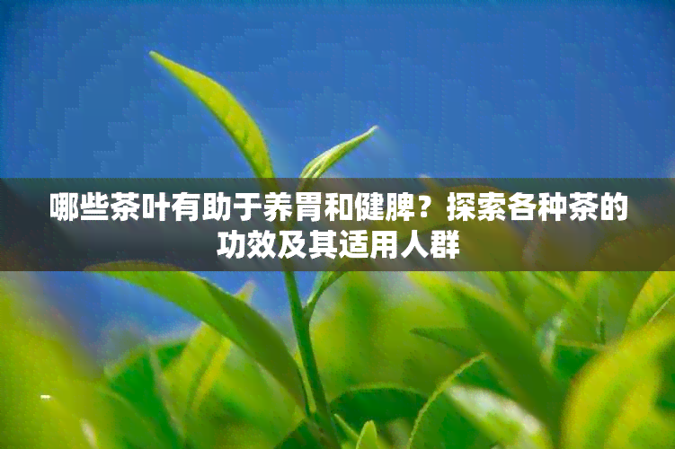 哪些茶叶有助于养胃和健脾？探索各种茶的功效及其适用人群