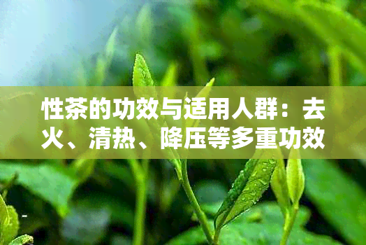 性茶的功效与适用人群：去火、清热、降压等多重功效解析