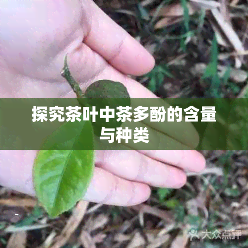 探究茶叶中茶多酚的含量与种类